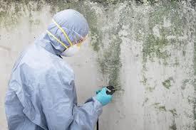 Reliable Tusculum, TN Mold Removal Solutions